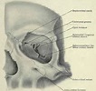 Brief Review In Bones Taking Part In Formation Of Orbit