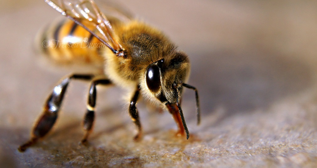 Stinging Insect Hypersensitivity Management and Diagnosis