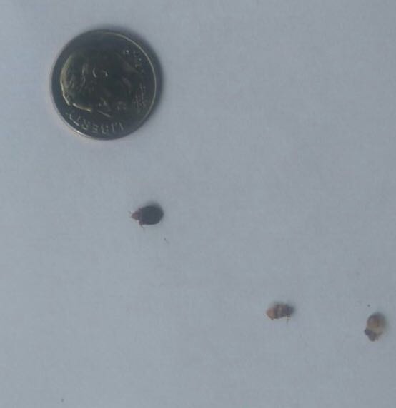 Identify The Insect 