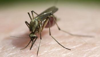 AI Will Prepare Drug From Toothpaste For Resistant Malaria