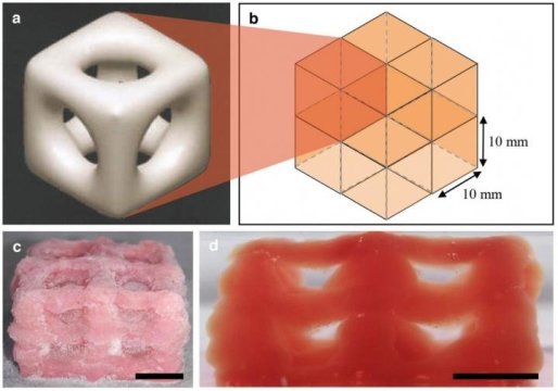 Organs Brain Lung As Super Soft Structures Created By 3D Printing