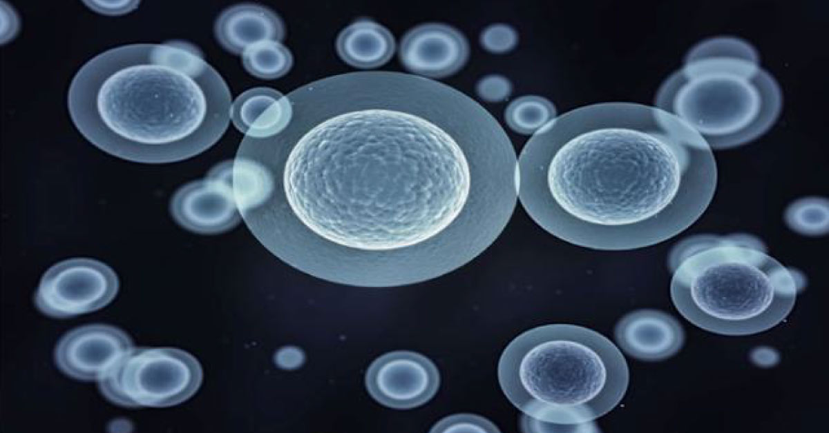 Stem Cells Therapy Will Strengthen Our Muscles In Old Age