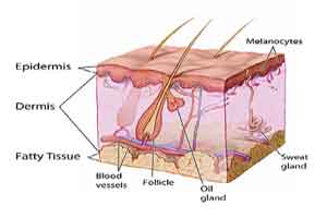 New Self-Healable, Malleable, Recyclable E-Skin Developed
