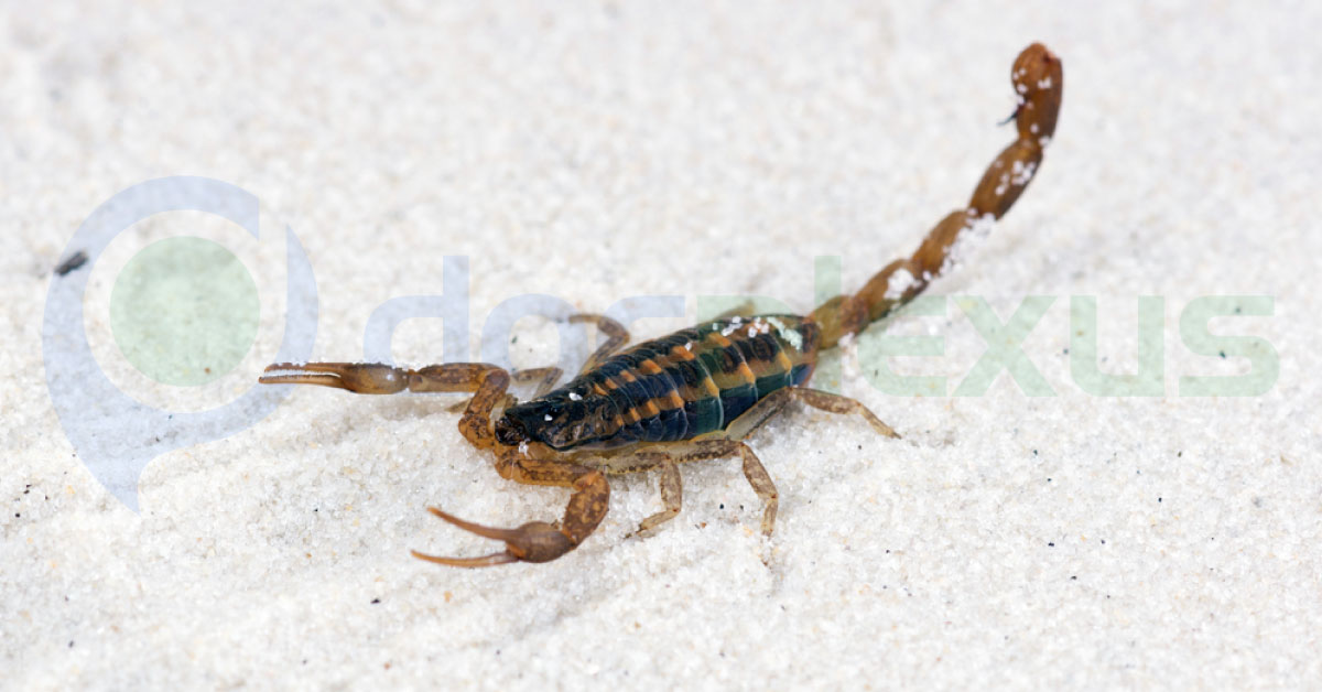 Scorpion Venom Will Treat Rheumatoid Arthritis