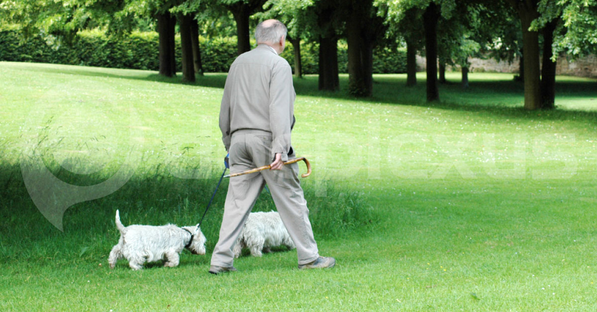Walking With Dogs Or Any Simple Exercise In  Elderly Makes Live Longer