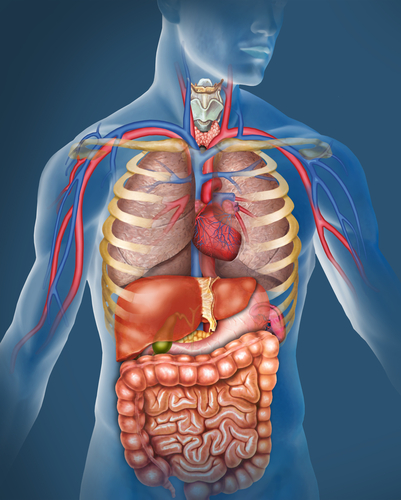 New Groups For Newly Named Body Parts, Scientists