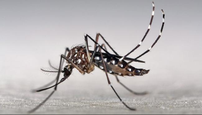 Zika Update: Zika Virus Strain That Causes Microcephaly Not Found In Rajasthan, India