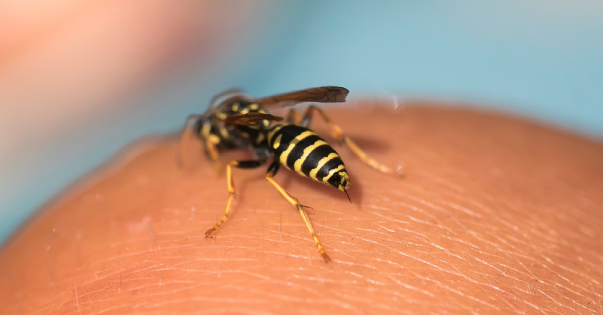 Wasp Venom A New Source Of Antibiotics To Tackle Resistant Bacteria
