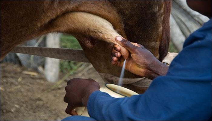 Grass Milk Or Cow Milk Is Very Good To Prevent Cardiac Diseases