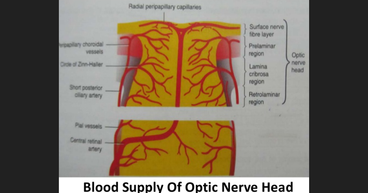 Recent Advances In Blood Supply To Optic Nerve Head