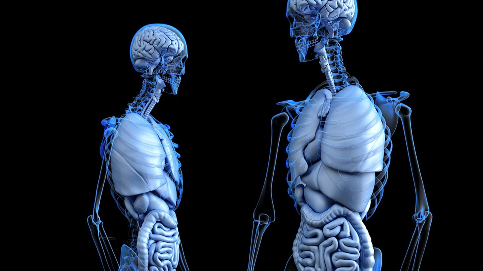 New Organ "Interstitium" Discovered In Human Body