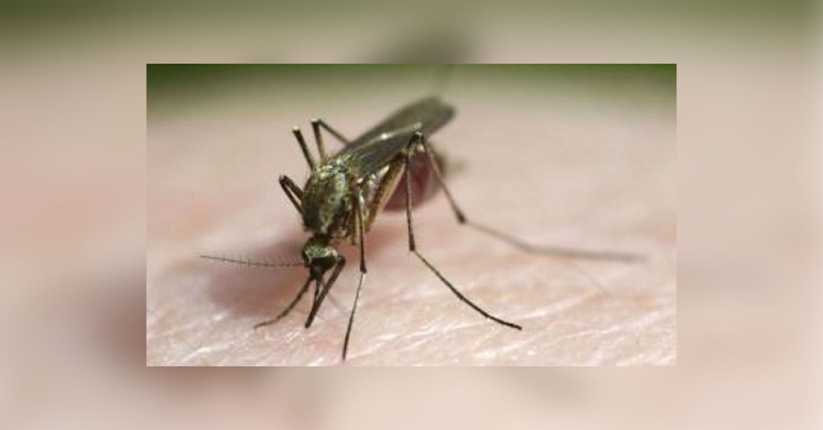 Dengue, Chikunguniya Fever Season Coming- Beware Of Change In Aedes Mosquitoes