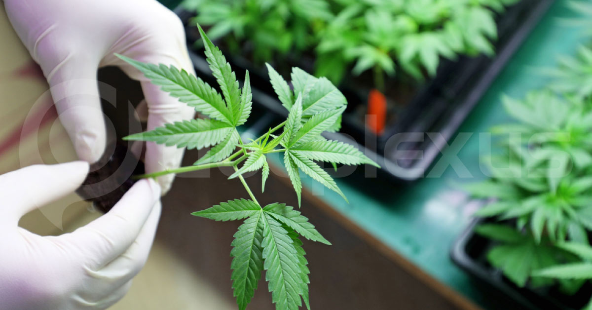 Scenario Of Cannabis Indica