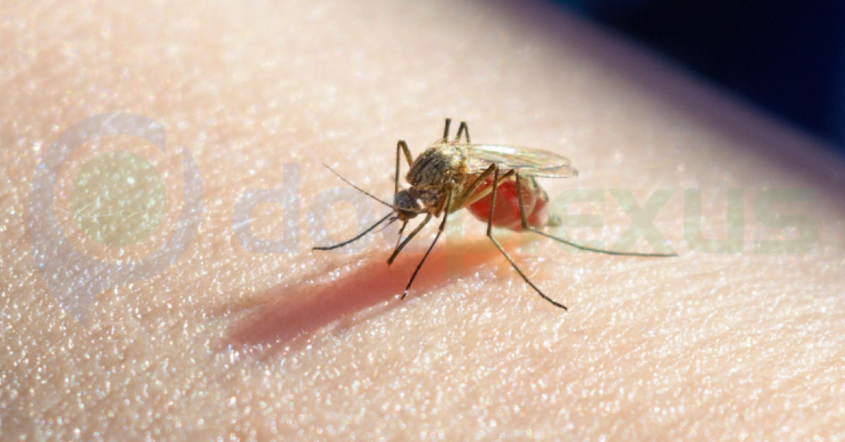 Mosquito Will Die As It Bites Human Being After Taking An Oral Medicine