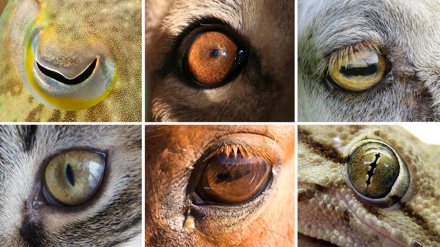 Various Pupillary Disorders