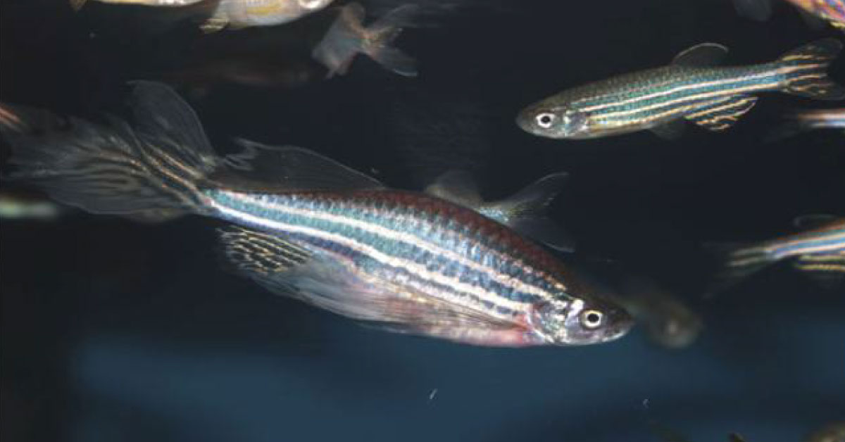 Fatty Fish And Camelina Oil Are Beneficial For Your HDL And IDLCholesterol