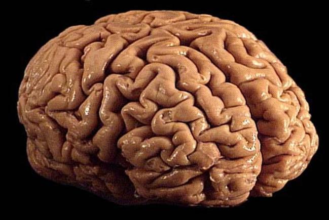 Scientist Will Alter Memories Of Trauma And Restore Lost Memories By RNA Injection