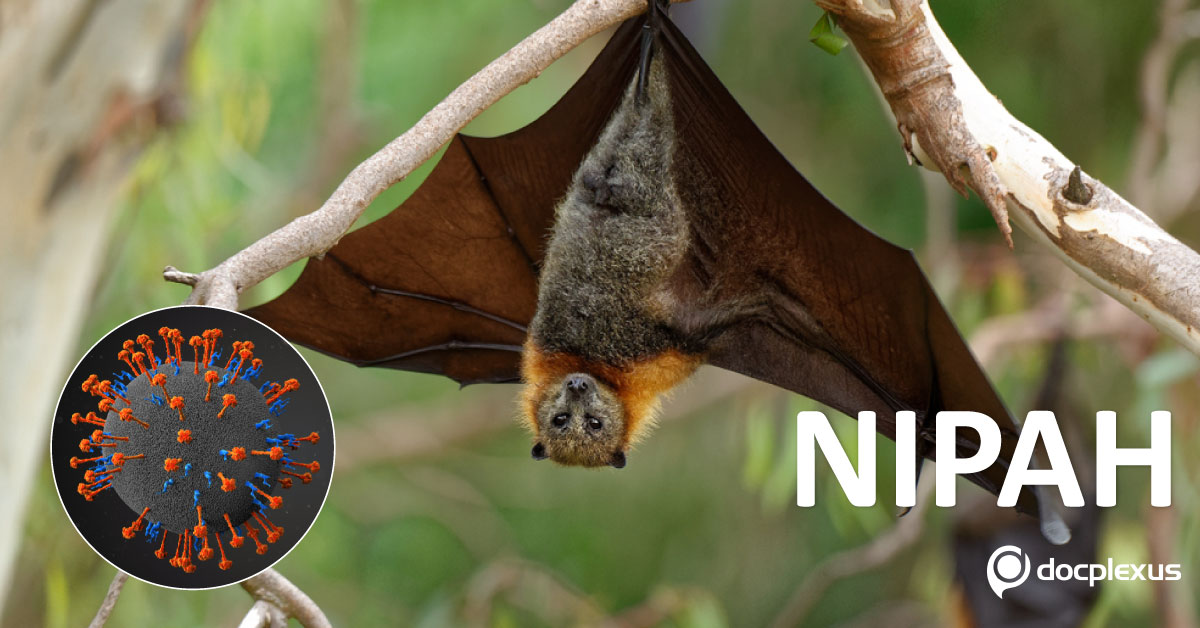 Nipah Virus Infection: Background, Symptoms, Prevention, and Treatment
