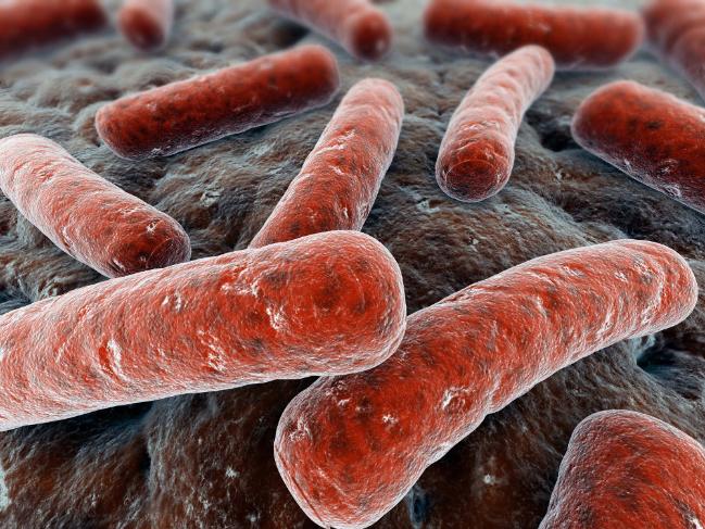Molecular Diagnosis Of Tuberculosis