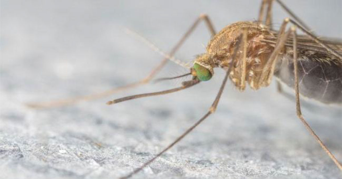 Epidemic Dengue Fever May Spread By Sex In Men As Virus Detected In Semen