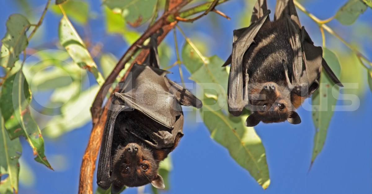 Nipah Virus: A Severe Zoonotic Disease