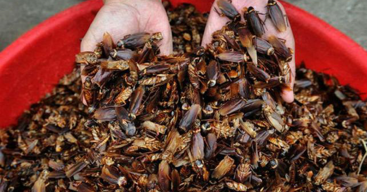 Stomach Diseases And Compost Waste To Be Treated By  Cockroaches In China