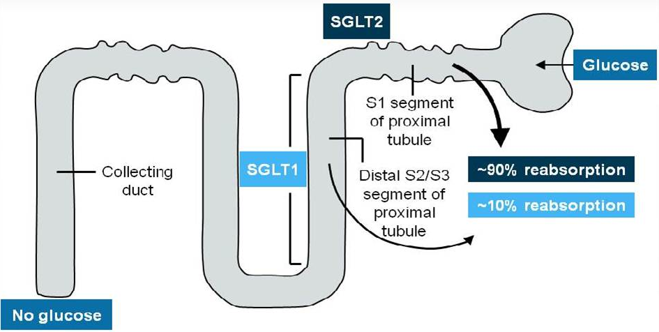 Cardiovascular Risk Associated With SGLT-2 Inhibitors