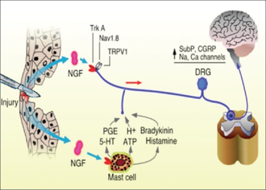 Tanezumab: New Drug For Osteoarthritis Pain Targeting Nerve Growth Factor