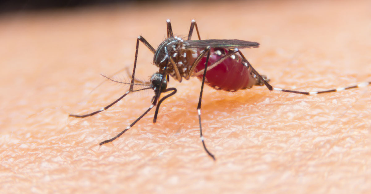 Mobile Based Super Cheap Paper Microscope Can Detect Malaria