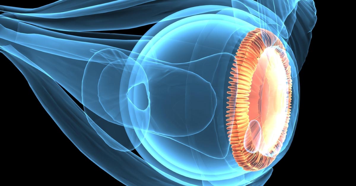 Brief Review On The Importance Of Orbital Anatomy