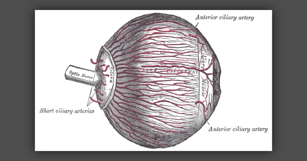 Brief Review On Amaurosis Fugax