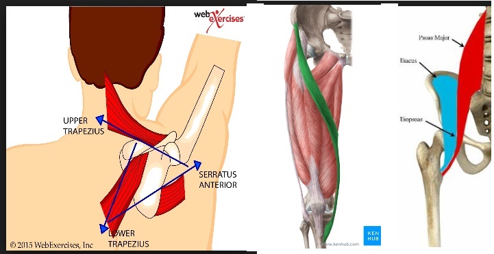 A Useful Asset For Scoliosis Patients