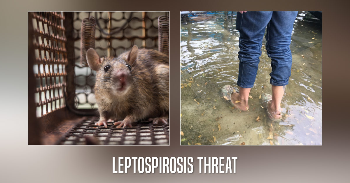 Leptospirosis: Another Threat Engulfing Kerala After The Disastrous Floods