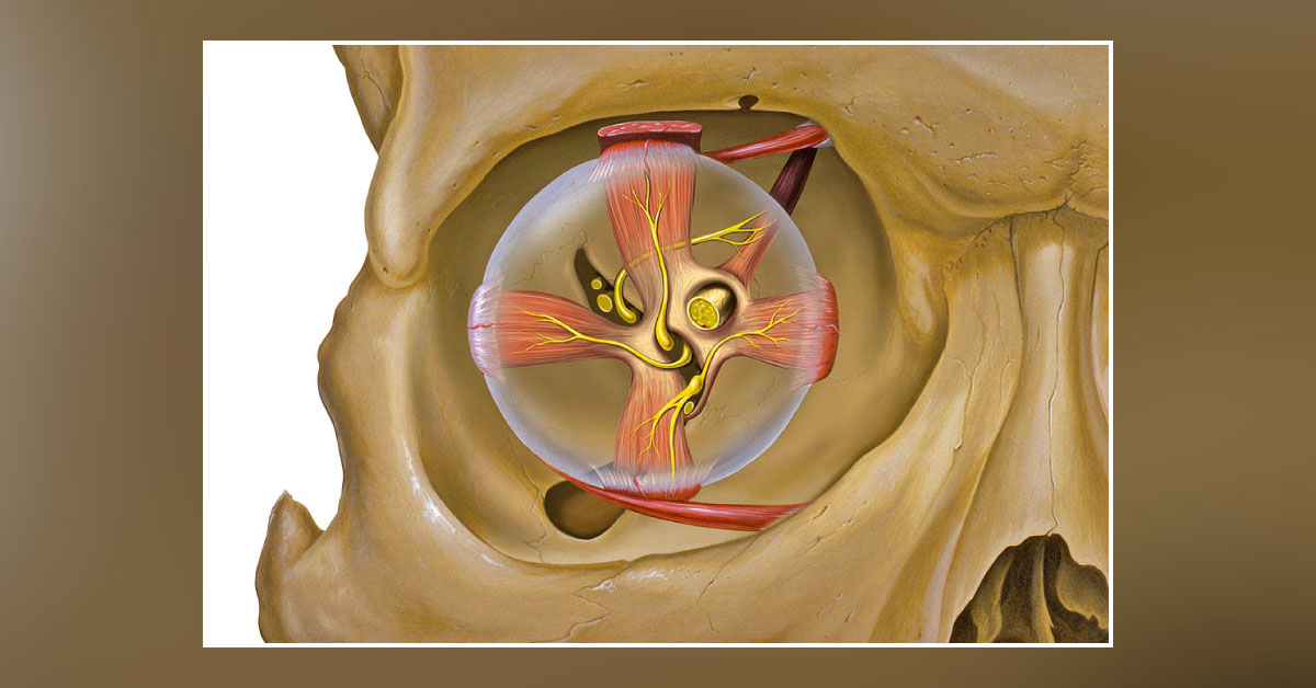 Nerves Passing Through Superior Orbital Fissure