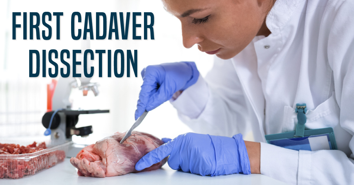 My First Dissection Experience