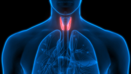 Brief Review On Parathyroid Glands And Anesthesia