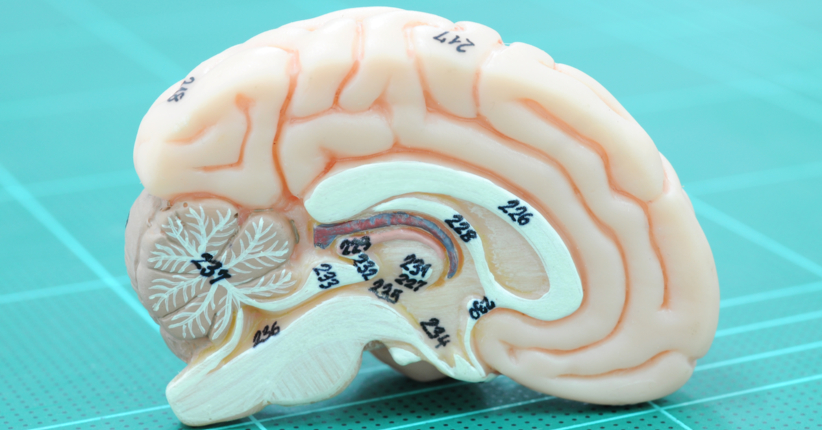 The Importance Of White Matter Hyperintensities On Brain Magnetic Resonance Imaging
