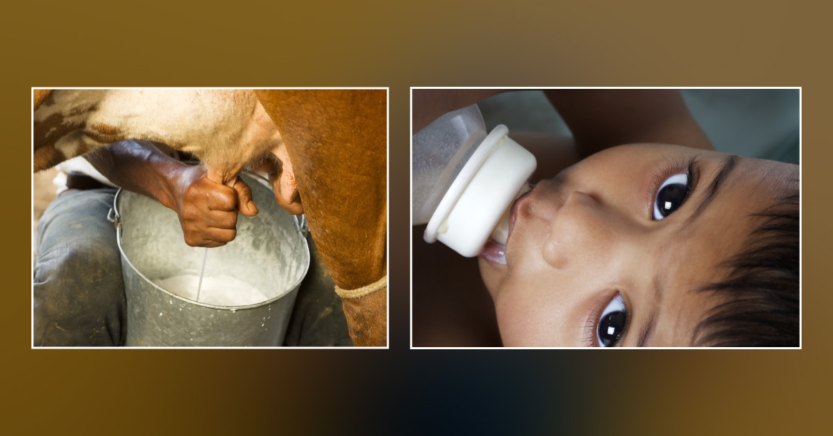 Processed Vs Raw Cow’s Milk: Which Is Better For Infant?