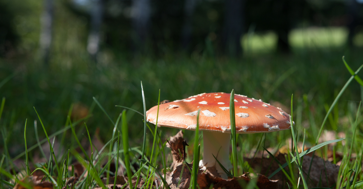 Are Mushrooms Healthy?