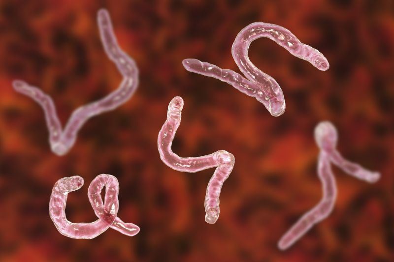 More Than 700 Worms Found In Man's Brain After He Ate Undercooked Pork