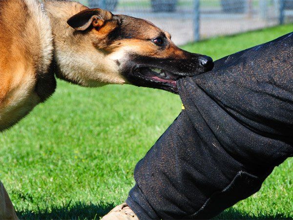 Dog Bite: From First Aid Treatment To Preventing It, Here's All You Need To Know