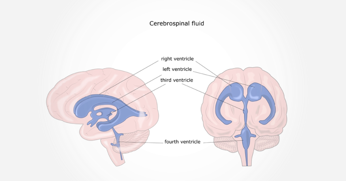 Brief Post On The Circulation Of Cerebrospinal Fluid