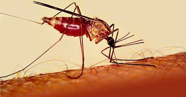 SC: Death Due To Mosquito Bite Can't Be Considered As Accidental Under Insurance Policy
