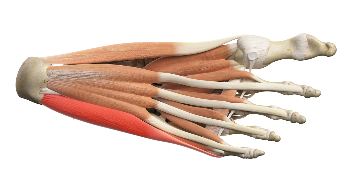 Which Artery Supplies The Abductor Digiti Minimi Muscle
