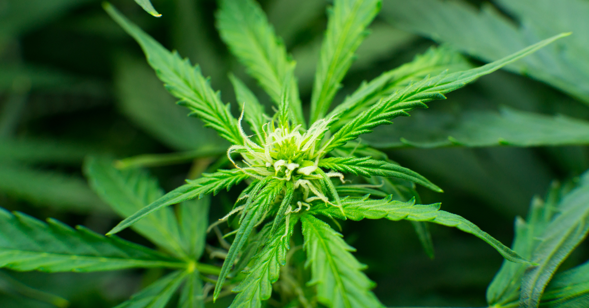 Brief On Ocular Side Effects Of Cannabis Indica