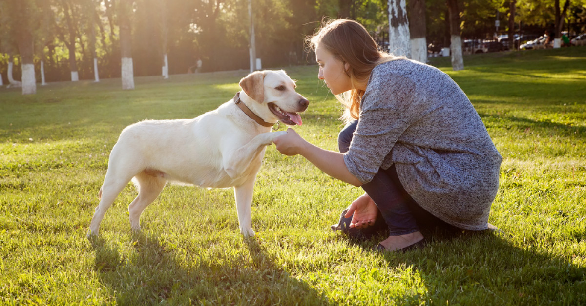 Dogs Can Sniff Out Cancer In Blood With 97% Accuracy