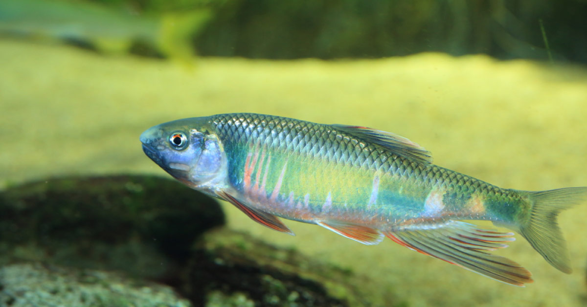 Fish Slime Protecting Covering Of Fish Developed As Antibiotics To Kill Resistant Bacteria