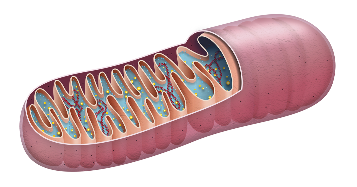 Drug-resistant Cancer Cells Create Own Achilles Heel