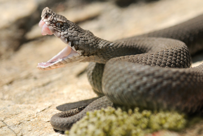 New Plan To Reduce Snake Bike Death In India:WHO