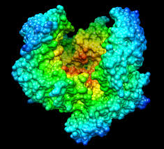 Oxyfedrine- A Forgotten Drug In AMI To Be Revived